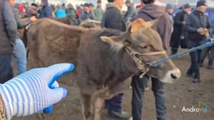 Молбозори Уялии н.Хуросон 2 февраля 2025 г