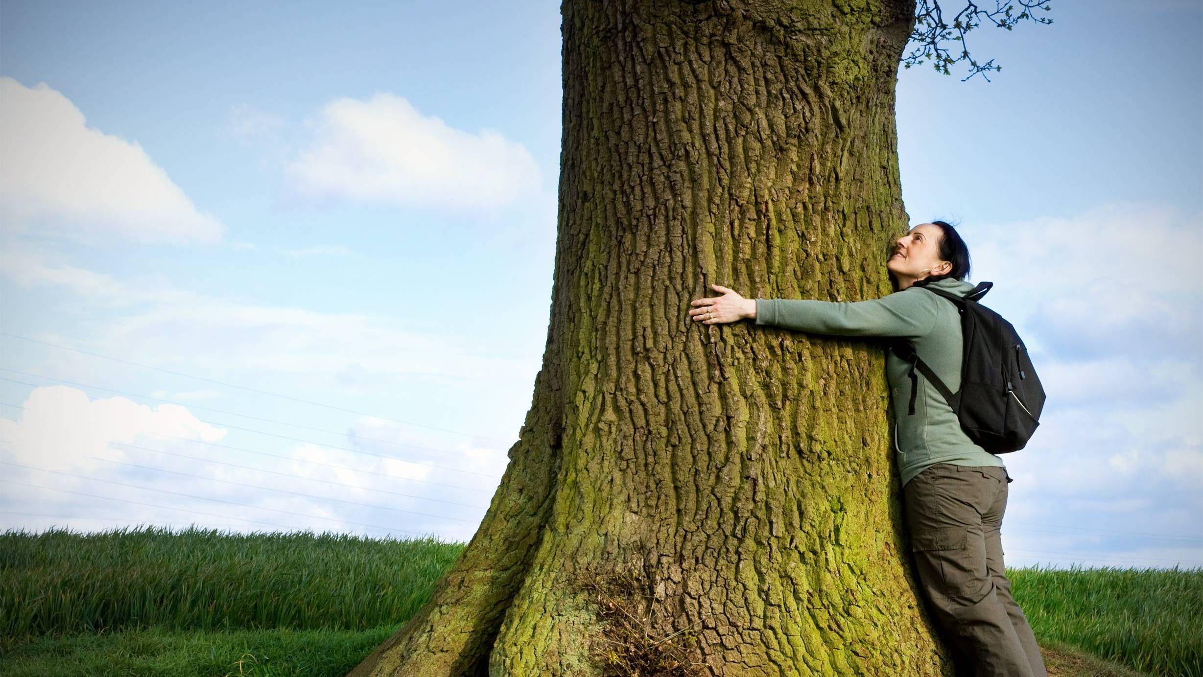 Вот как нужно работать с деревом смотреть онлайн