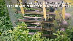 Дроны в теплицах заменяют опыление шмелями