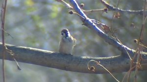 Sparrow - Воробей