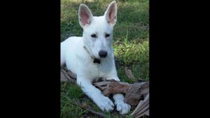 Dar, My White Star!-