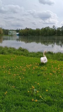 Гатчинский парк. Лебедь.