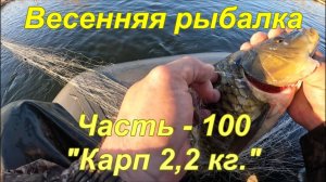 Весенняя рыбалка. Часть - 100 "Карп 2,2 кг.".