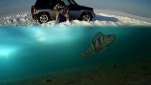Заставить окуня взять мормышку.