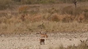 Уничтожил За Секунду / Безумные Битвы Животных, Снятые