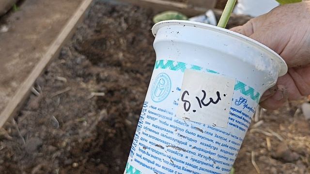 Сажаем огурцы правильно, быстро приживаются и порадуют урожаем.