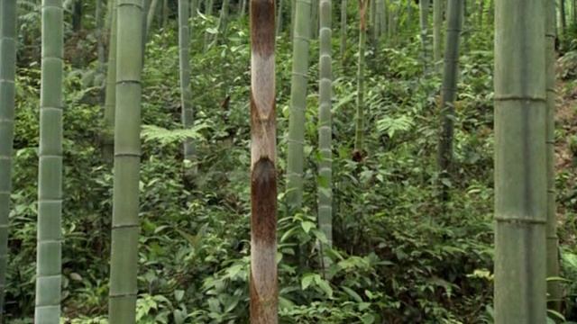 Дикий Китай - Шангри-Ла - 2 часть смотреть онлайн