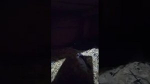 Голуби Подрезова Виктора.Северодонецк