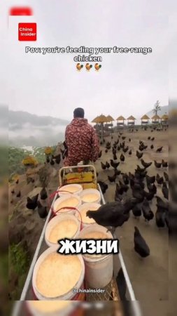 Выбрал счастье #китай #куры #животные #shortvideo #shorts #тренды #милота #юмор #деньги #счастье
