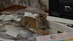 Ирина Волк: Полицейские ЛНР изъяли в квартире жителя города Стаханова детеныша краснокнижного  тигра