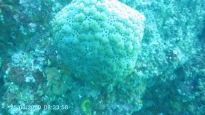 Thailand, Starfish