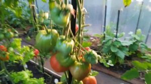 Томаты Белое сердце, Самарское сердце, Валентино, Церьковь-обзор