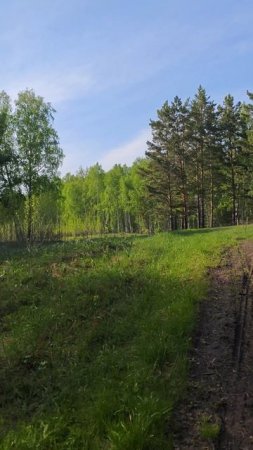 По лесным дорогам на ИЖе