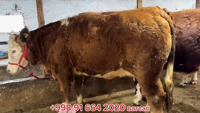 Доставка Молхои Шветцкие ва Сементал аз Сиддикчон🇺?