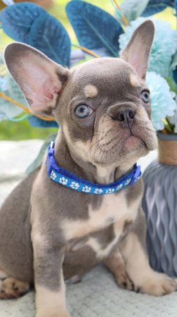 📞+7 918 392-75-20 🧿 ЩЕНКИ ФРАНЦУЗСКИЙ БУЛЬДОГ 🐶 📍Краснодар ✍  Питомник "Blue Cristal"