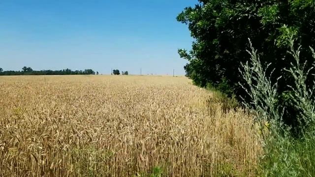 САМВЕЛ АДАМЯН ЧТО НАДЕЛАЛА СВЕТА В СТАЛИНКЕ. СКОЛЬКО Д смотреть онлайн