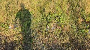 Клубника в Сентябре / Важные работы на клубнике осенью