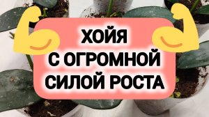 ХОЙЯ С ОГРОМНОЙ СИЛОЙ РОСТА