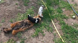 эстоночка на продаже