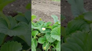 #станица_гостагаевская_2025_отдых
