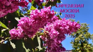 СИРЕНЕВАЯ МОСКВА 2025