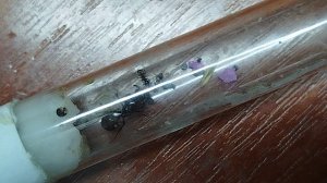 барбарус поймали жука.