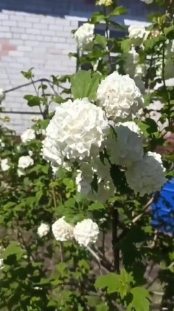 Калина кустарниковая