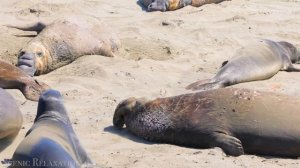 Животные Америки