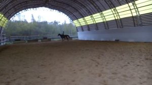 Конный спорт. Испугалась лошадь в конце!!!