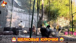 Шелковые курочки пушистые шарики ❣️🤗😂 (4)