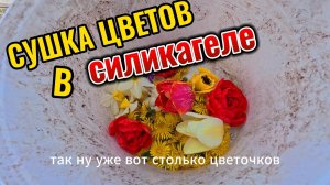 СУШКА ЦВЕТОВ В СИЛИКАГЕЛЕ: как сохранить идеальную форму и цвет на годы!