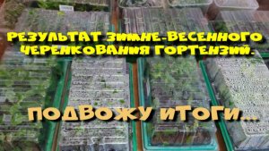ИТОГ ЗИМНЕ - ВЕСЕННЕГО ЧЕРЕНКОВАНИЯ ГОРТЕНЗИЙ!
