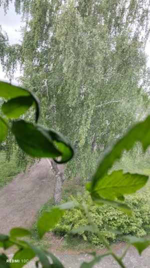 Кузбасс, 27 мая, температура +5, ветер и идёт снежок