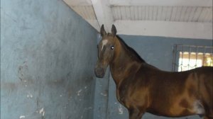 конный спортивный клуб Тулпар