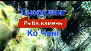 14 серия Снорклинг на Ко Чанге. Вторая остановка. Встретили Рыбу-камень, самую ядовитую рыбу в мире!