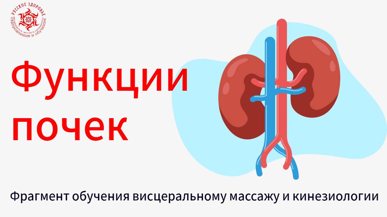 Функции почек. Фрагмент обучения висцеральному массажу и кинезиологии.