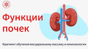 Функции почек. Фрагмент обучения висцеральному массажу и кинезиологии.