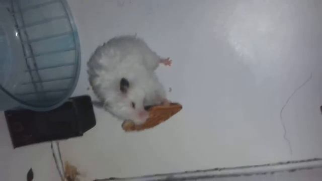 Давление печенки на морскую свинку или свинец под прессом.