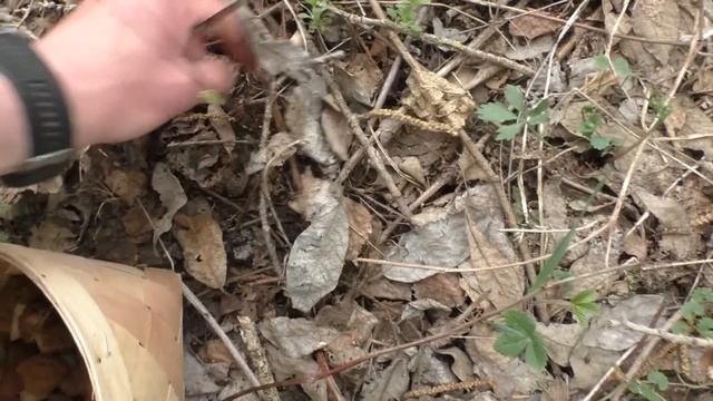 Встал рано И УШЁЛ В ЛЕС! И не зря! НАШЁЛ ПОЛЯНУ ГРИБОВ! смотреть онлайн