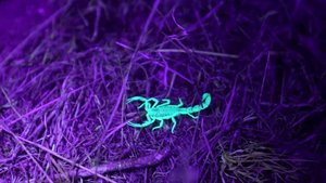 Флуоресценция у скорпионов, зачем?