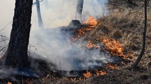 Площадь лесных пожаров в Бурятии увеличилась почти до 37 тыс. га