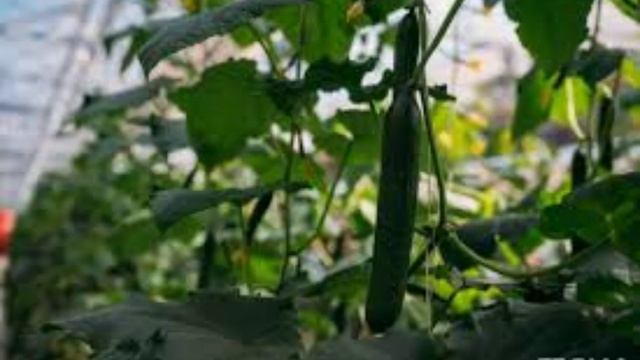 27 мая - Сидор Бокогрей. Традиции и народные приметы