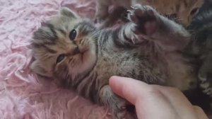 Шотландские котята учатся ползать