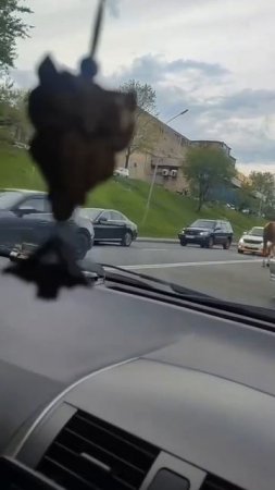 Конь педальный? Нет, настоящий! Почему во Владивостоке лошади выходят на дороги вместо пешеходов