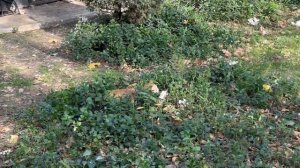 VLOG: 2 день поездки в Ташкент | базар чорсу | Seoul moon | узбек