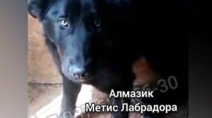 Спасите Алмазика!! Метис лабрадора, 3 года.