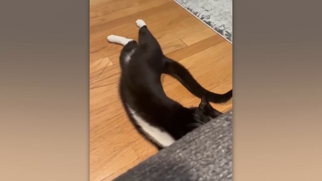 BRAIN TIME.  When Cats Are Being Jerks