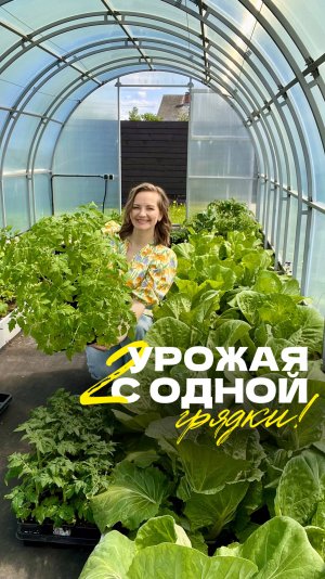 🥬 2 урожая с одной грядки? Легко!