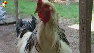 Куры Брама с лохматыми лапами прекрасные несушки (2)