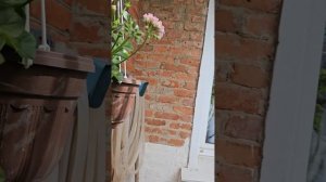 Почему не цветут пеларгонии